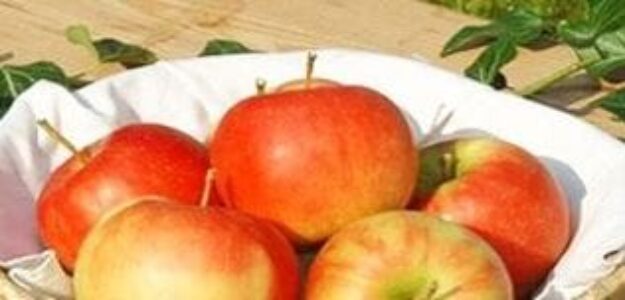 Obstbauernhof Planner